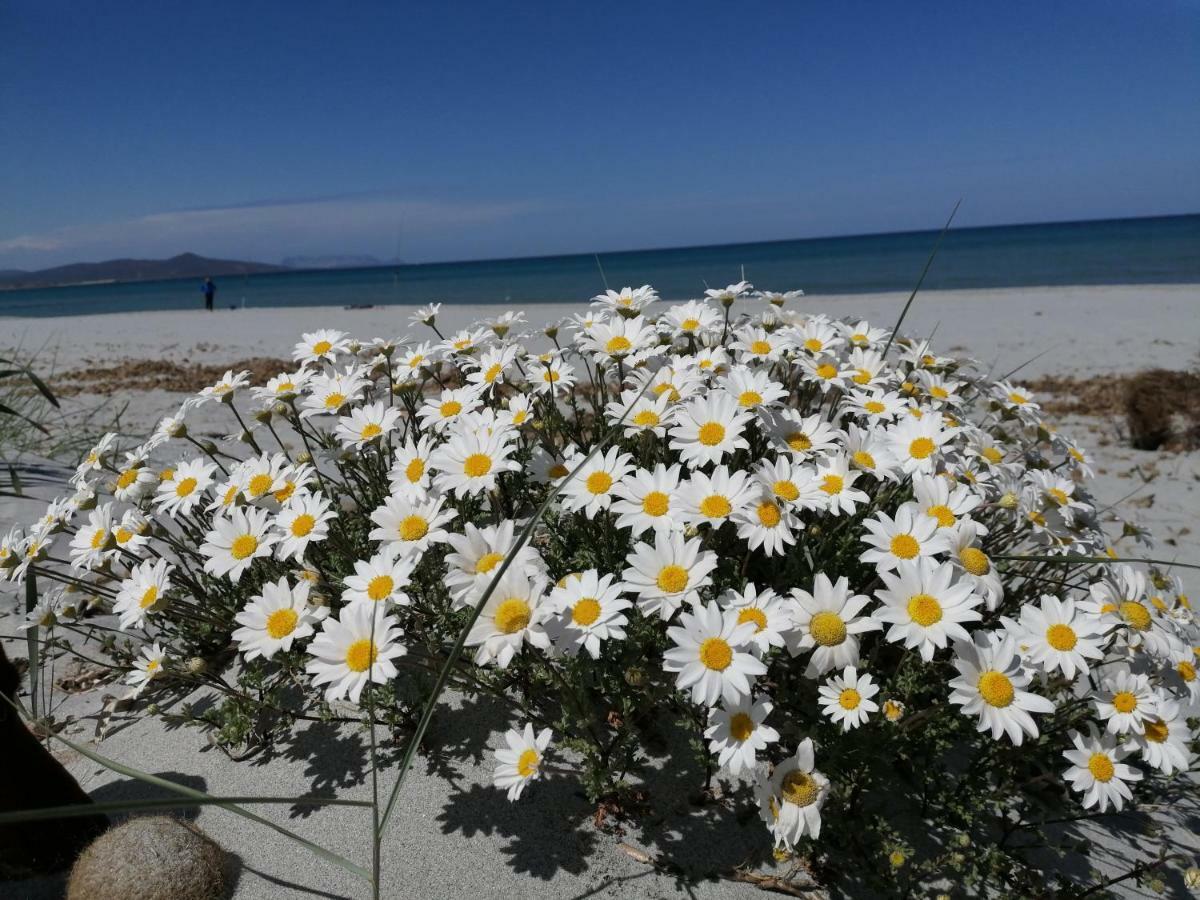 Sunflower House Siniscola Εξωτερικό φωτογραφία